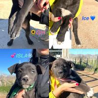 Cuccioli aspettano casa