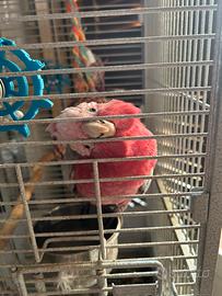 Cacatua rosa