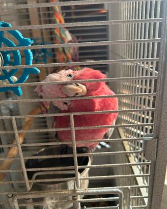 Cacatua rosa