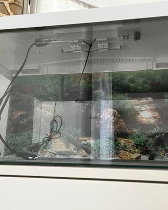 Acquario