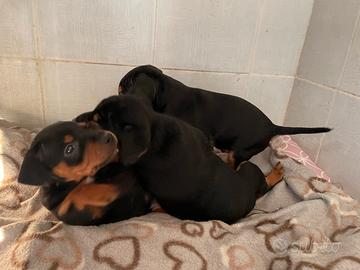 Cuccioli pinscher