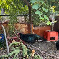 Galline ornamentali ( galli)