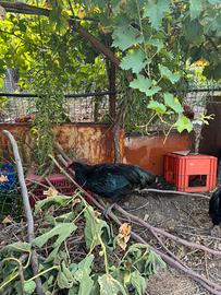 Galline ornamentali ( galli)