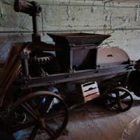 PIGIATRICE UVA ANTICA