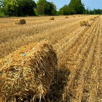 Fieno e paglia in ballette e balloni