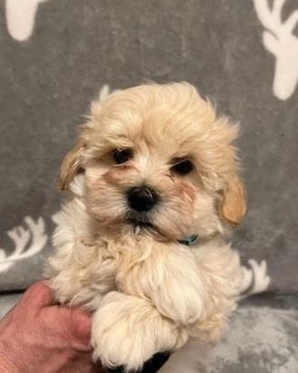 Cuccioli di maltipoo maschietti femminucce