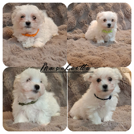 Cuccioli maltese