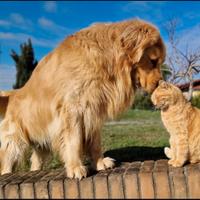 Monta Golden Retriever 100% americano