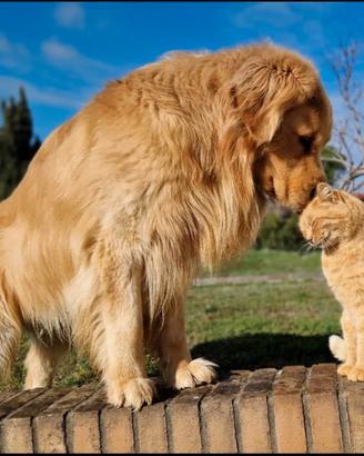 Monta Golden Retriever 100% americano