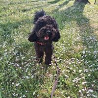 Barboncino nero 2 anni