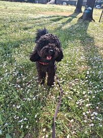 Barboncino nero 2 anni