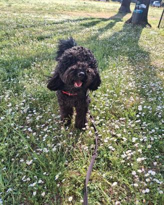 Barboncino nero 2 anni