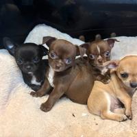 Cuccioli di Chihuahua con pedigree ENCI