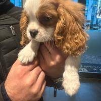 Cavalier king