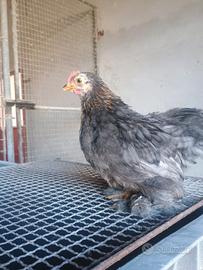 Giovane Gallo di Cocincina Nana