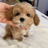 MALTIPO - MALTIPOO - MALTIPU CUCCIOLI -pag 12 rate