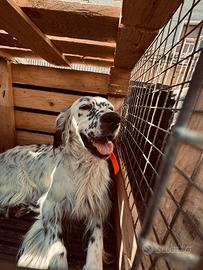 Setter inglese