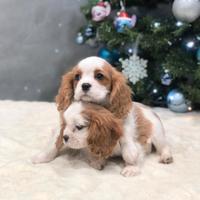 Cavalier king