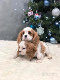 Cavalier king