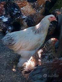 Galletto brahma di 4 mesi blu columbia
