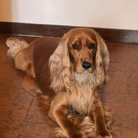 Cocker spaniel inglese