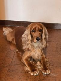 Cocker spaniel inglese