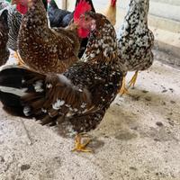 Galline Millefiori di Lonigo