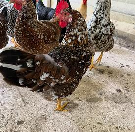 Galline Millefiori di Lonigo