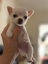 Chihuahua