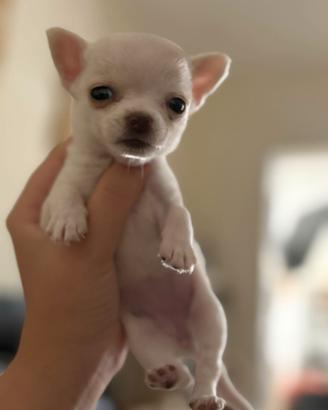 Chihuahua