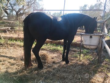 Cavalla frisona/murgese