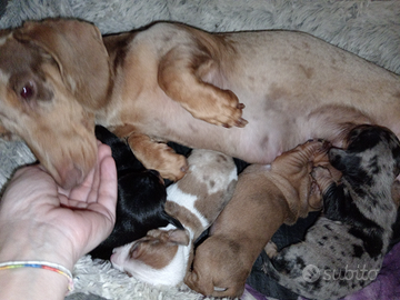 Cuccioli di bassotto