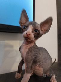Sphynx