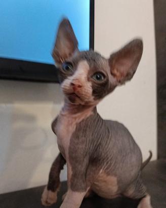Sphynx