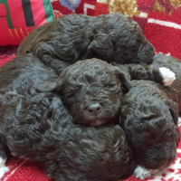 Cuccioli Lagotto romagnolo pedigree Natale
