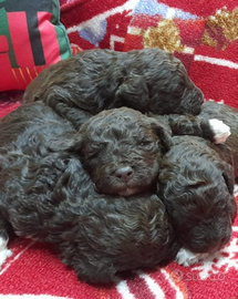 Cuccioli Lagotto romagnolo pedigree Natale