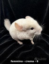 Cincilla cucciola crema femmina