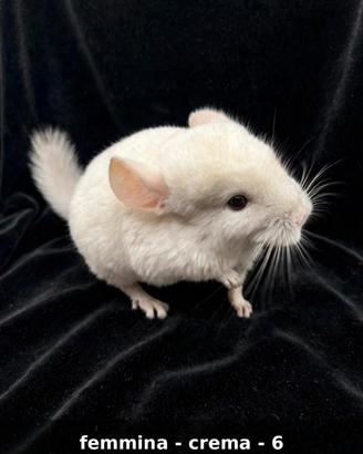 Cincilla cucciola crema femmina