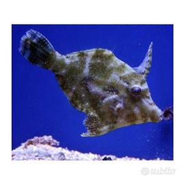 Acreichthys tomentosus