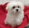 maltese