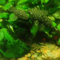 Ancistrus ??Pesci acquario