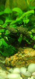 Ancistrus ??Pesci acquario