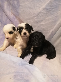 Cuccioli di maltipoo