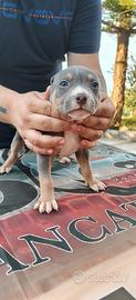 Pitbull