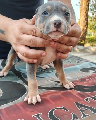 Pitbull