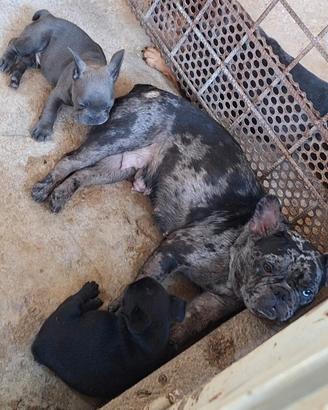 bulldog francese 
