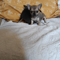 Chihuahua Toy