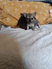 Chihuahua Toy