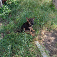Cuccioli pastore tedesco
