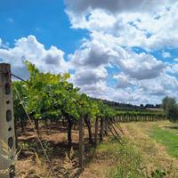 Terreno Agricolo 12 ettari